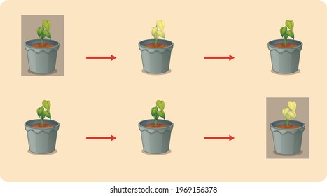 yellow and green plants put in dark or light environment to form chlorophyll pigment