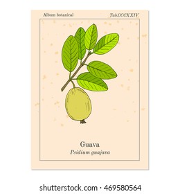 Yellow guava (Psidium guajava), tropical fruit. Hand drawn botanical vector illustration