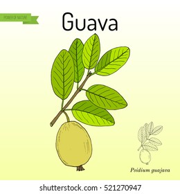 Yellow guava (Psidium guajava), tropical fruit. Hand drawn botanical vector illustration