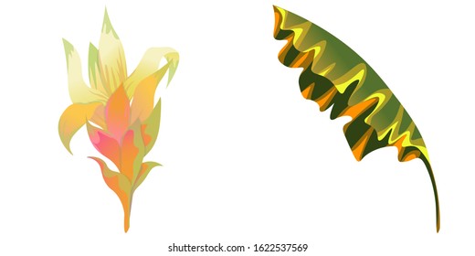 Yellow Guzmania. Yellow Banana Leaf. Vector illustration. Isolated illustration element. Floral botanical flower. Wild leaf wildflower isolated. Exotic tropical hawaiian jungle.