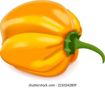 Yellow habanero chili peppers. Capsicum chinense. Heat chili pepper. Fresh organic vegetables. Vector illustration isolated on white background.