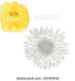 Yellow hand drawing sunflower on watercolor background vector illustration