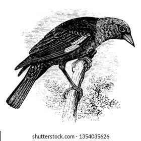 Blackbird de cabeza amarilla, que es un gran parche blanco en el dibujo de la línea vintage del ala o ilustración de grabado.