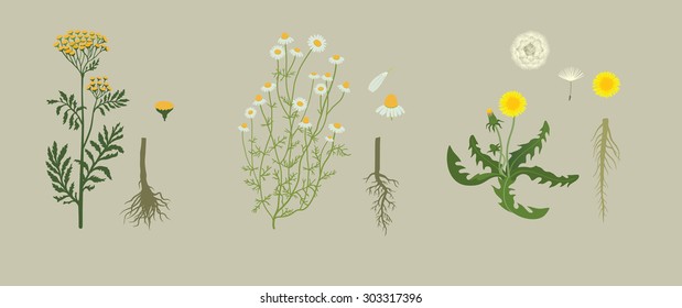 Yellow Herbarium