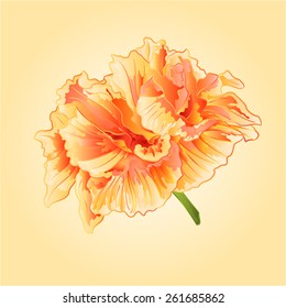  Yellow hibiscus  blossom simple  vector illustration