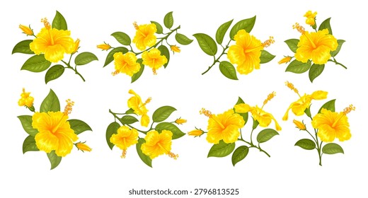 Yellow hibiscus. Hibiscus flower. Set of the one, two or three flowers on the twig. Various branches with flowers, buds and leaves. Tropic and subtropic plants, gumamela. Isolated vector illustration