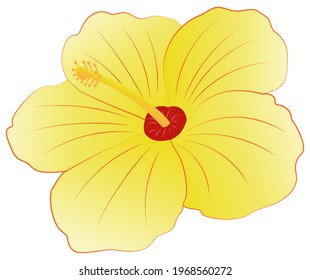 Yellow Hibiscus Flower - Vector Illustration