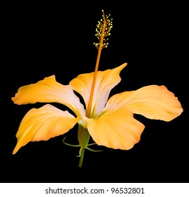 Yellow hibiscus flower vector illustration