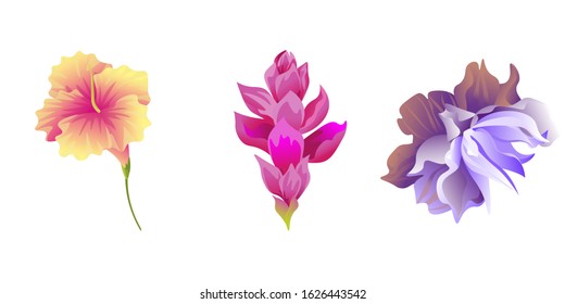 Yellow Hibiscus. Pink Ginger. Violet Clematis. Vector illustration. Isolated illustration element. Floral botanical flower. Wild leaf wildflower isolated. Exotic tropical hawaiian jungle.