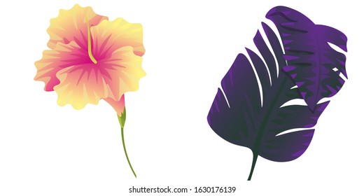 Yellow Hibiscus. Purple Banana Leaf. Vector illustration. Isolated illustration element. Floral botanical flower. Wild leaf wildflower isolated. Exotic tropical hawaiian jungle.