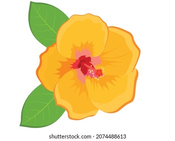 Ilustración vectorial de los hibiscos amarillos aislada en fondo blanco