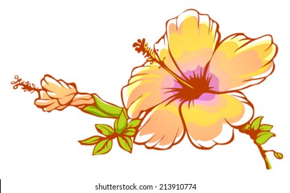 yellow hibiskus flowers