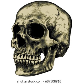 Yellow human skull on a blank background