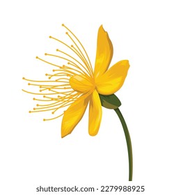 Yellow hypericum perforatum vector, yellow flower vector