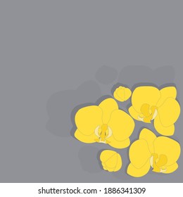 Yellow Illuminating Orchid Flowers On Ultimate Gray Background