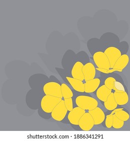 Yellow illuminating viola flowers on ultimate gray background