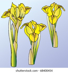 yellow iris