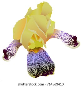 Yellow iris close-up on a white background