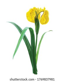 
yellow iris flower isolated on a white background. Realistic vector illustration.