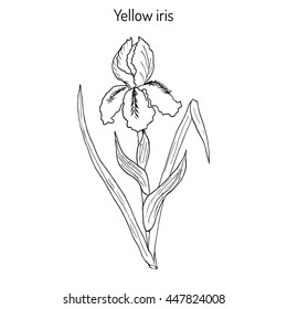 Yellow iris flower, or water flag, or lever (Iris pseudacorus). Medicinal plant. Hand drawn botanical vector illustration