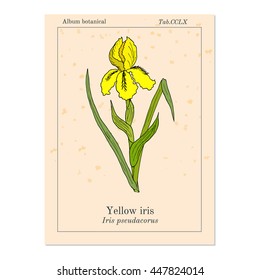 Yellow iris flower, or water flag, or lever (Iris pseudacorus). Medicinal plant. Hand drawn botanical vector illustration
