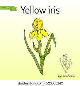 Yellow iris flower, or water flag, or lever (Iris pseudacorus). Medicinal plant. Hand drawn botanical vector illustration