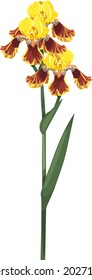 Yellow iris flowers with long stem with green leaves isolated on white background