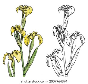 Yellow iris or Iris pseudacorus drawing in ink and watercolors 