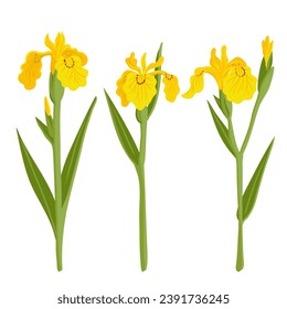 yellow iris, water flag, vector drawing flowers at white background, hand drawn botanical illustration