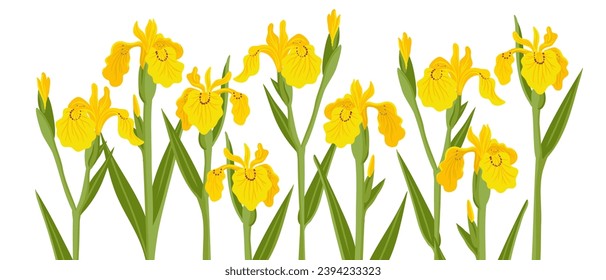 iris amarillo, bandera de agua, flores de dibujo vectorial en fondo blanco, ilustración botánica dibujada a mano