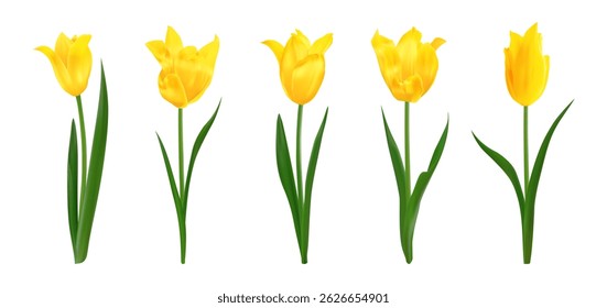 Yellow isolated realistic tulip flowers. Set of spring bright fresh isolated tulips. Perfect for bouquets, floral arrangements, holiday designs, greeting cards 8 march, mothers day invitations, poster