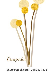 yellow isolated simple round flowers craspedia on white background. Simple flat graphic design of yellow craspedia. Sample vector flower. Vector isolated flat style art with plants