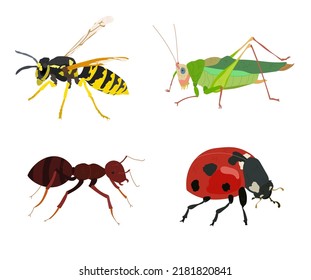 Yellow jacket wasp hornet, katydid, ant, ladybug insect vector illustrations isolated.