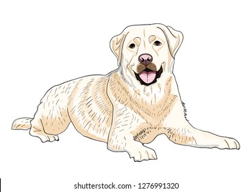 Yellow Labrador Retriever Lying Vector Illustration Stock Vector ...