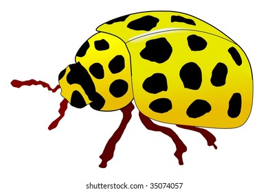 yellow ladybird