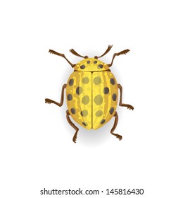 Yellow  ladybird. Colorful vector drawing of small yellow beetle. Insect isolated on the white background.