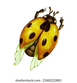 Yellow ladybug insect. Vector graphics.