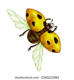 Yellow ladybug insect. Vector graphics.