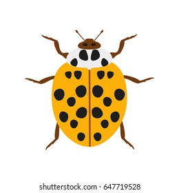 Yellow ladybug, isolated on white background, vector illustration
