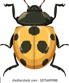 scarab clipart