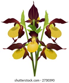 Yellow lady's slipper