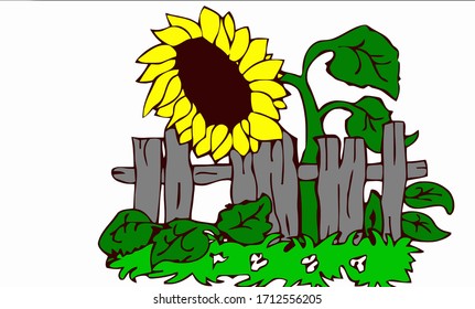 Yellow large sunflower with wide large leaves grows behind a fence