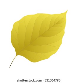 yellow leaf lilac