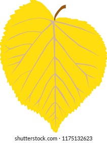yellow leaf on white background
