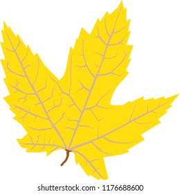 yellow leaf on white background