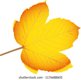 yellow leaf on white background