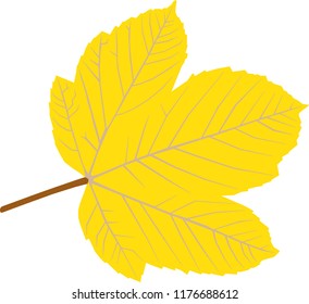 yellow leaf on white background
