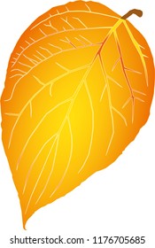 yellow leaf on white background