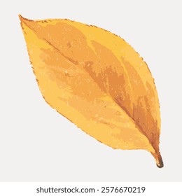 Yellow leaf vintage Autumn botanical illustration isolated on white, vector. Vintage leaf illustration, hand drawn botanical leaf isolated on white background, vector.