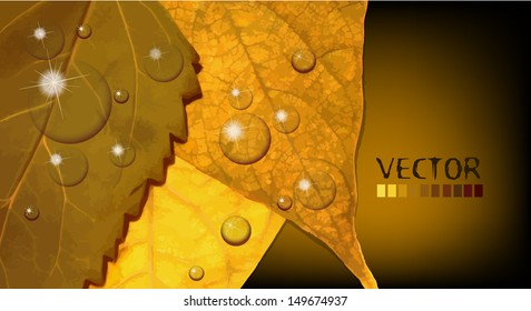 yellow leaves autumn